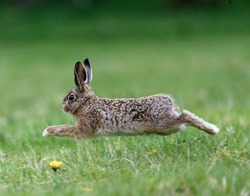 European Brown Hare (Lepus europaeus) Leveret running at speed through meadow. 