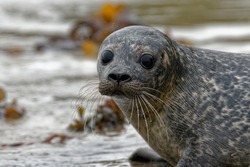 Harbour Seal (Phoca vitulina) Juvenile,about to enter the sea. Portrait.