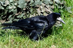 Rook (Corvus frugilegus)  Adult looking for food in long grass.