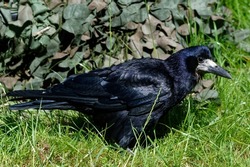 Rook (Corvus frugilegus)  Adult looking for food in long grass.