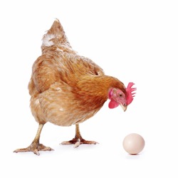 
red hen with an egg on white isolated background