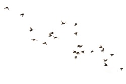 Flying birds starlings