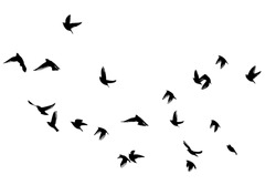 Flying birds in the sky. Vector