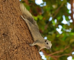 thai squirrel sitting on tree at Thailand beach