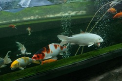 Colorful Goldfish or Koi Fish. Luxurious goldfish. Side view. Koi fish in the pond. The word 