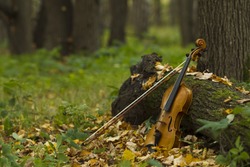 Violin standing by the trunk of a tree against a background of fallen leaves and autumn forest, lit by the sun