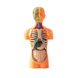 3d human body model with inner organs. Anatomical doll isolated on white background.
