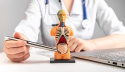 Doctor showing intestines at 3d human model with internal organs. Woman in lab coat sitting at table with laptop. Anatomy and medicine concept. High quality photo