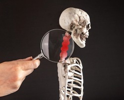 Hand with magnifying glass over cervical vertebrae of human skeleton model. Neck pain, stiffness concept with red point. Arthritis, pinched nerve, strain. High quality photo