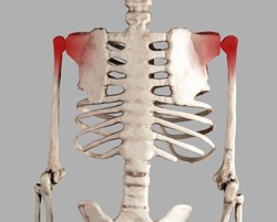 Skeleton with red points at painful shoulder joints. Arm pain. Overuse, tendons injury, arthritis consequences. Medical conditions, anatomy concept. High quality photo