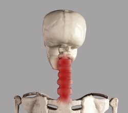 Human skeleton cervical vertebrate with red point. Neck pain, stiffness. Inflammation, injury, poor posture, overuse consequences. Health problems, anatomy concept. High quality photo