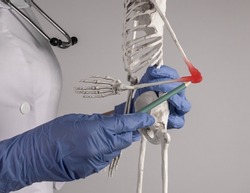 Doctor hand pointing to skeleton elbow with red point. Skeletal system anatomy, medical education concept. Injury, overuse, inflammation. Woman in lab coat with stethoscope holding pencil. photo