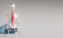 Banner with doctor hand pointing to skeleton vertebrae with red spot with pencil. Spine pain, backache concept. Strain, slipped nerve, sciatica, injury. Medical education. Copy space. photo
