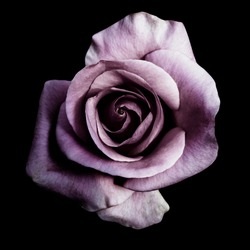 Dark purple roses background, Purple rose isolated on black background, Greeting card with a luxury roses, Image dark tone                  