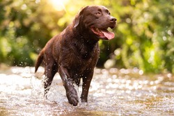 
Dog breed Labrador Retriever Chocolate Brown color plays happy in the waters of a river