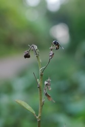 Hoverflies, also called flower flies or syrphid flies, are the insect family Syrphidae