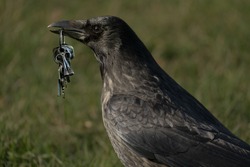 crow steals key in a park