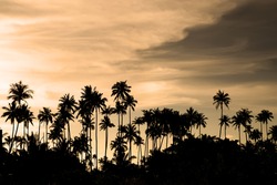 Silhouette of coconut trees by the beach