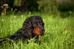 setter gordon of scotland looks at the camera.portrait of a black dog.Cute pets in the glass.Dog close up