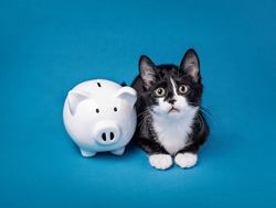 Cute little tuxedo kitten with a piggy bank on a blue background. Animal Charity or donate to rescue concept.
