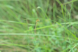 Female White Featherleg on grass, Platycnemis latipes, Zygoptera, Platycnemididae. Lives in low to moderately fast running waters in lowlands and hilly areas