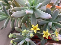Beautuful sacculent mother-of-pearl-plant flowering - Graptopetalum paraguayense is a species of succulent plant in the jade plant family, Crassulaceae, that is native to Tamaulipas, Mexico.