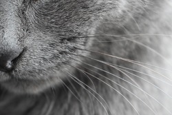 cat nose whiskers background gray
