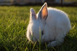 a rabbit on the grass eats grass, a beautiful white rabbit looks into the distance