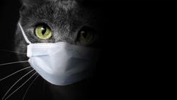 cat wearing medical mask and black background 