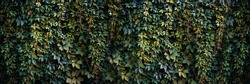 Green and orange wild grapes leaves wall background. The natural texture of the wild grapes leaves, green wall covered with vine leaves banner