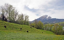 A rural landscape shot on the bank of Lake Lucerne in Switzerland