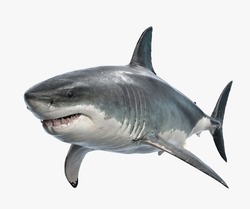Large white shark. Ready to attack its prey. Aggressive when aiming at his target. Always ready to attack.
This image is scary to think of the great white shark in all its greatness.