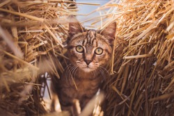 Adorable young brown cat peaks through hay stacks at a local farm 