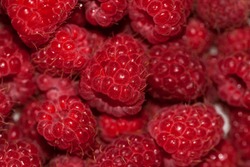 red raspberries. Raspberry background. Fresh big bright appetizing raspberry. View from above. Macro photo of a raspberry. large red juicy raspberry berries for background
