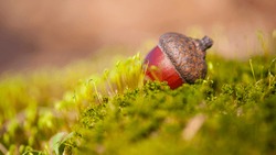 the acorn lies on the green moss of the autumn forest. juicy green moss and acorn, spring in the forest, bright natural background. acorn in an oak park, close-up, place for text