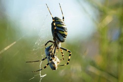 large wasp spider sits on a web on a green background. Argiope Bruennichi, or lat spider wasp. Argiope bruennichi eating his victim, a species of araneomorph spider. macro, black-yellow male spider.