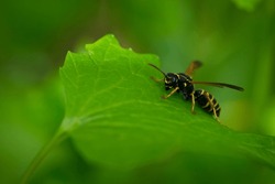 Wasp on a green leaf. Parts of the body of a wasp close-up. Insect close-up. Yellow pattern on the black body of a wasp. Green background. nature, Macro image of a Vespula germanica, European wasp