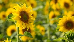 big bright yellow sunflower in the field. Large flowers of a sunflower in the sunlight. Yellow flowers on a farm field. Agriculture concept, organic products, good harvest. Growing seeds for oil.