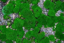 moss. bright green moss, in the forest. natural autumn background. in the sun, on a summer or spring day. old autumn moss green background for text. Close-up. macro photo, beauty in nature