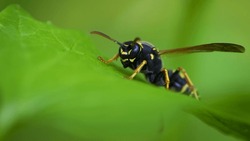 European wasp. Ultra macro photo. Wasp on a green leaf. Parts of the body of a wasp close-up. Insect close-up. Yellow pattern on the black body of a wasp. Green background. nature close-up