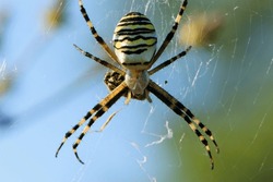 large wasp spider sits on a web on a green background. Argiope Bruennichi, or lat spider wasp. Argiope bruennichi eating his victim, a species of araneomorph spider. macro, black-yellow male spider.