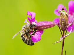 bee on a flower. European bee collects nectar on a pink meadow flower Viscaria vulgaris. honey bee, insect macro. natural green background, close-up, place for text. spring or summer day. insects