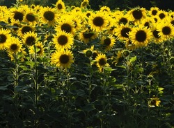 yellow sunflowers in the field. Large flowers of a sunflower in the sunlight. Yellow flowers on a farm field. Agriculture concept, organic products, good harvest. Growing seeds for oil. soft focus