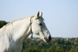 portrait of a white horse close-up. beautiful horse in the field. domestic animal. Arabian horse standing in an agriculture field with grass in sunny weather. strong, hardy and fast animal. side view