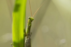 Mantodea. Macro of female european mantis, mantis religiosa. Green praying mantis, close up. praying mantis on the grass. close-up, portrait, predator in the wild. space for text