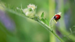 Coccinellidae is a widespread, Ladybird beetle, ladybugs. red beetle with black dots. insects in the wild. natural background. macro nature. ladybug sitting on a meadow plant