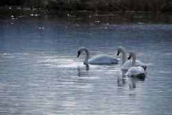 Swan. bird on the water. white swans swims in a lake. big beautiful swans floats on the river on a beautiful autumn, sunny day. wild bird, natural background. family of white swans. spring on the lake