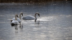 Swan. bird on the water. white swans swims in a lake. big beautiful swans floats on the river on a beautiful autumn, sunny day. wild bird, natural background. family of white swans. spring on the lake