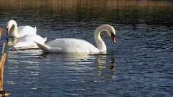 Swan. bird on the water. white swans swims in a lake. big beautiful swans floats on the river on a beautiful autumn, sunny day. spring on the lake. wild bird, natural background. family of white swans