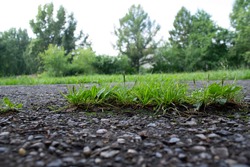 green grass sprouted through the asphalt. grass on the asphalt